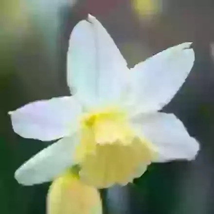 Tresamble
